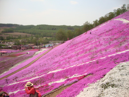 芝桜１.JPG