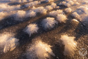Snow Garden